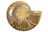 Cut & Polished Ammonite Fossil (Half) - Madagascar #318088-1